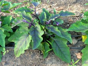 a veggie plant of some kind
