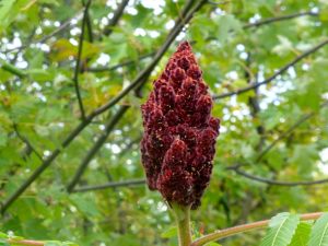 sumac