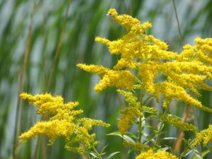goldenrod