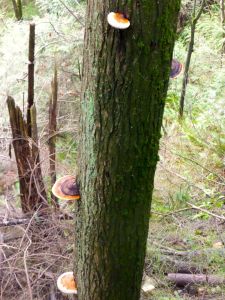 tree mushrooms