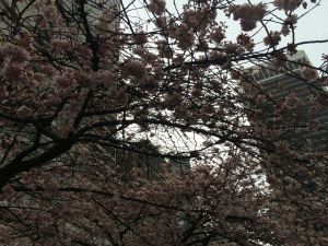 cherry blossoms