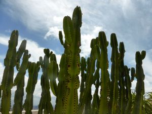 cacti