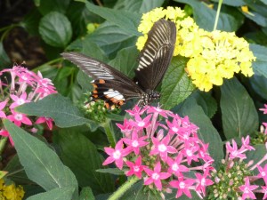 black, orange, white butterfly with pink & yellow flowers