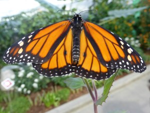 Monarch butterfly