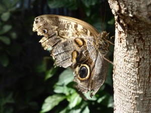 earth-toned butterfly