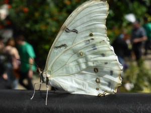 light green butterfly