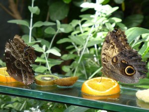 butterfles eating fruit