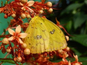 yellow butterfly with orange and y ellow flowers