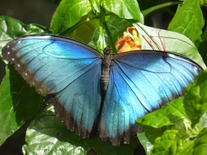 blue butterfly