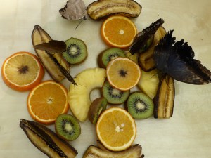 butterflies eating bananas, kiwis, pineapple & oranges
