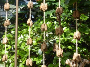 butterfly pods hanging from ropes