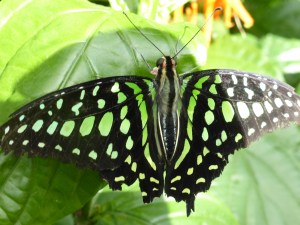 black and neon green butterfly