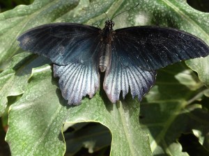 dark blue butterfly