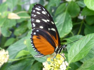 orange, black & white butterfly