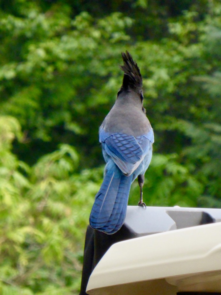Indigo blue and black crested bird