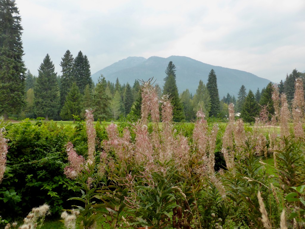 Golf course, pine trees, and mountains in background
