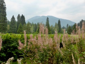 Golf course, pine trees, and mountains in background