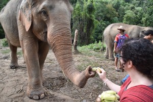 kp feeding elephant bananas