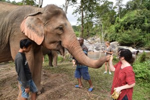 kp feeding elephant bananas