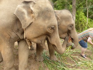 elephants eating grasses