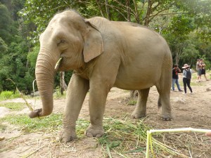 elephant eating grasses
