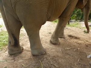 elephant legs