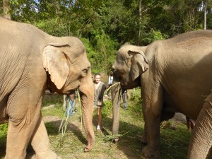 elephants eating grass facing each other