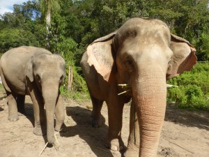 two elephants eating greenery