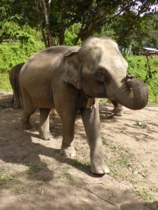 elephant with curled trunk