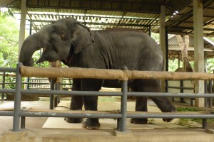 elephant with prosthesis