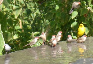 birds on edge of pool