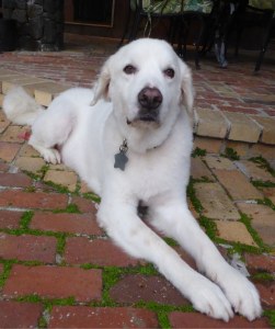 Ike the dog relaxing on the ground