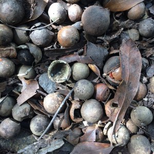 macadamia nuts on the ground