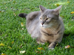 Odin (cat) in the grass