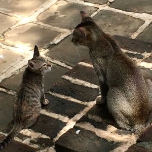 Bagan - Burmese cats