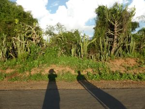 Bagan - Long shadows and cactus