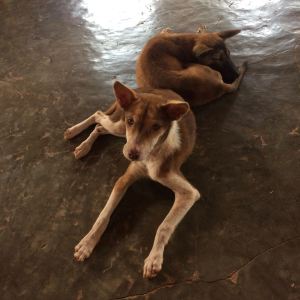 dogs on smooth floor