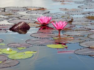 lotus flowers close-up