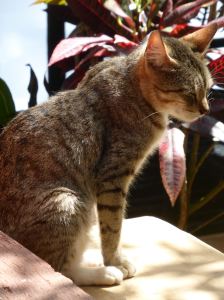 cat squinting in sunlight