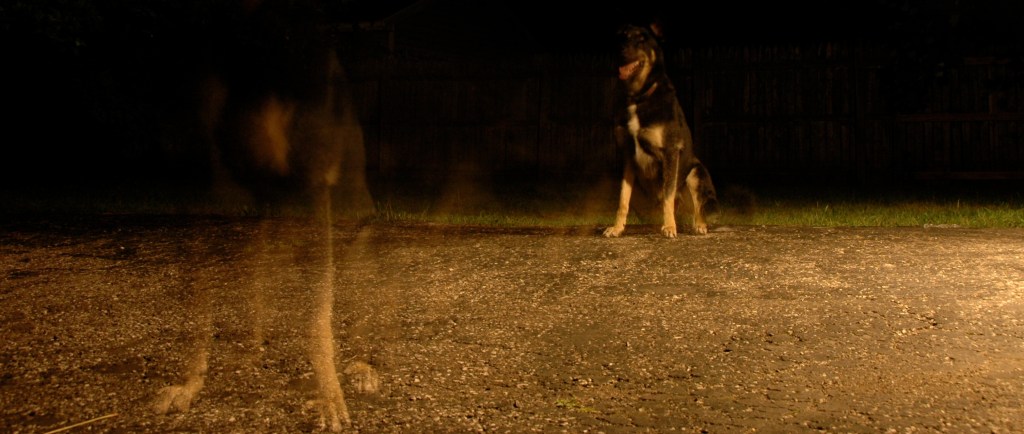 German shepherd sitting on grass in the dark with a superimposed image