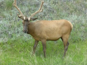 elk