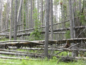 vertical and horizontal tree trunks
