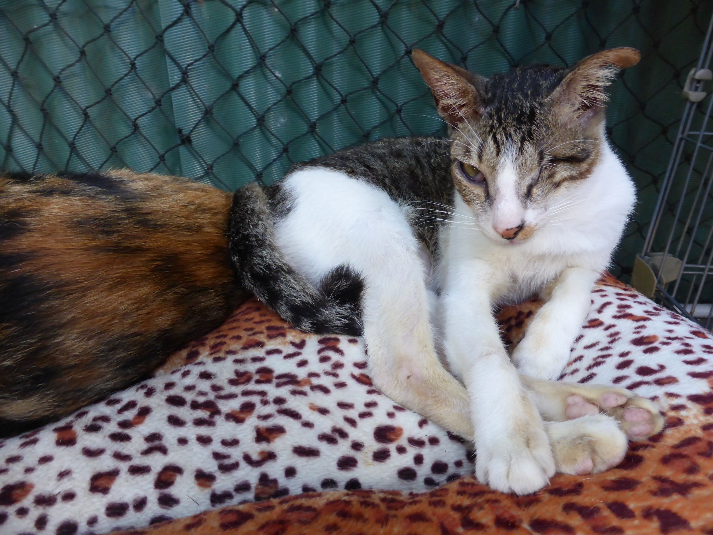 One-eyed cat in cage