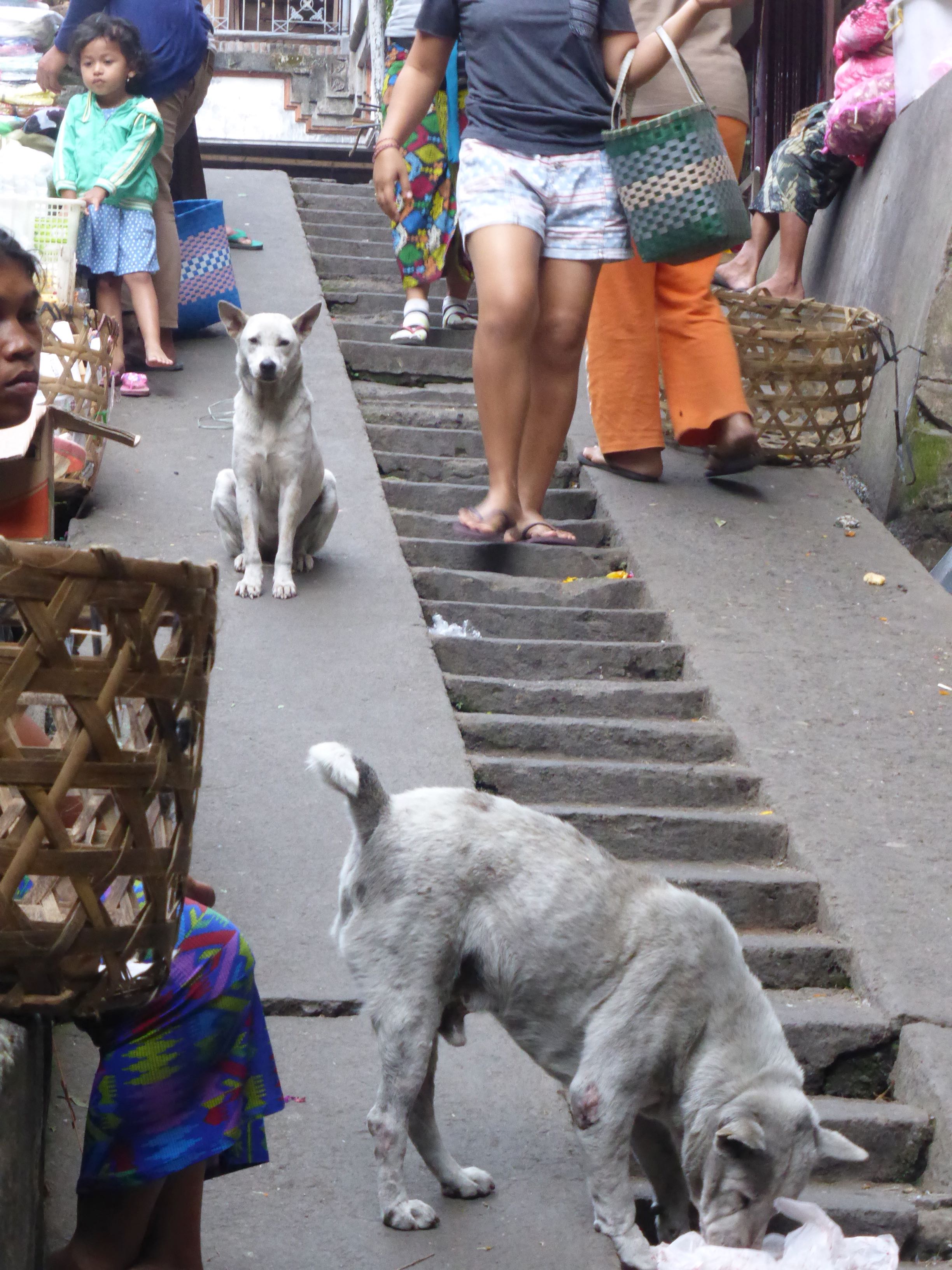 dogs on concrete steps