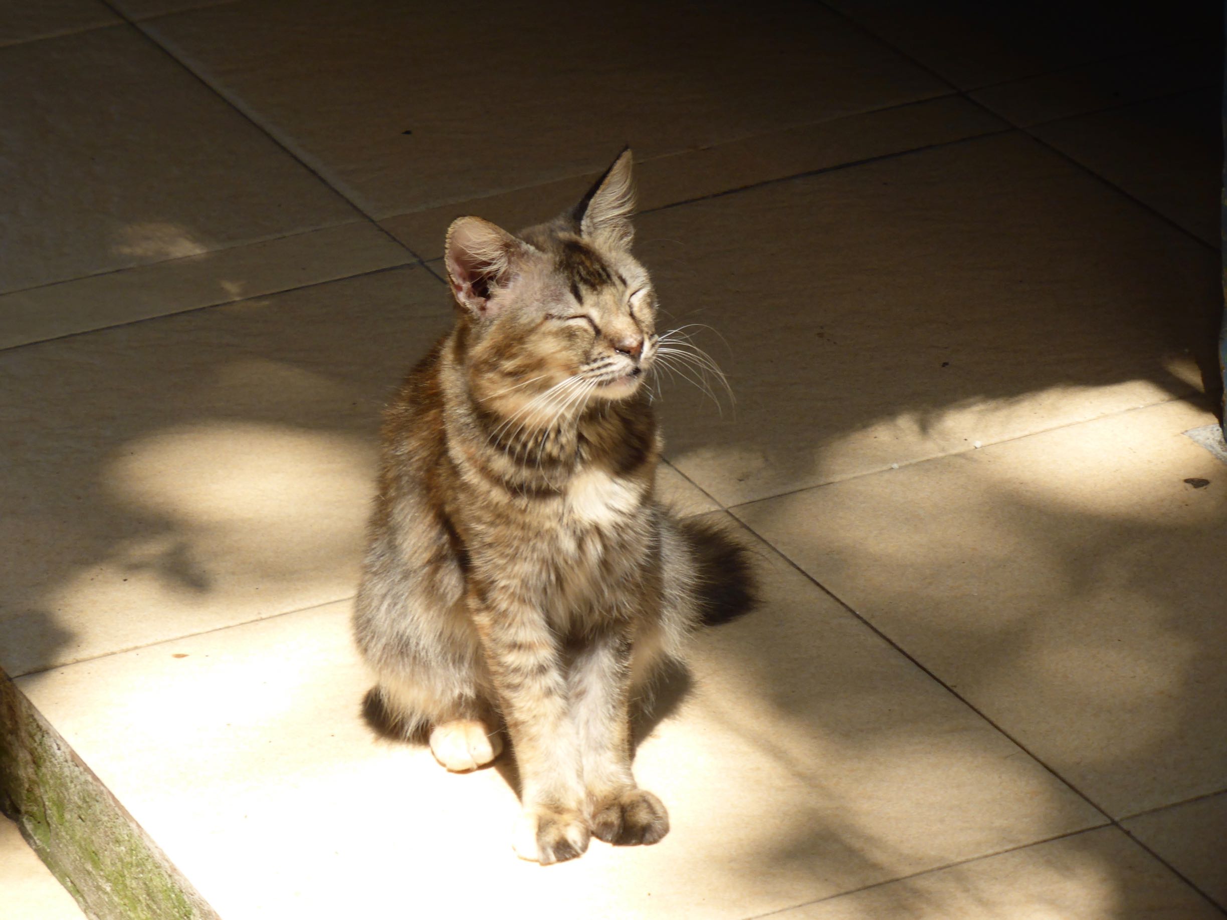 Tabby basking in the sun