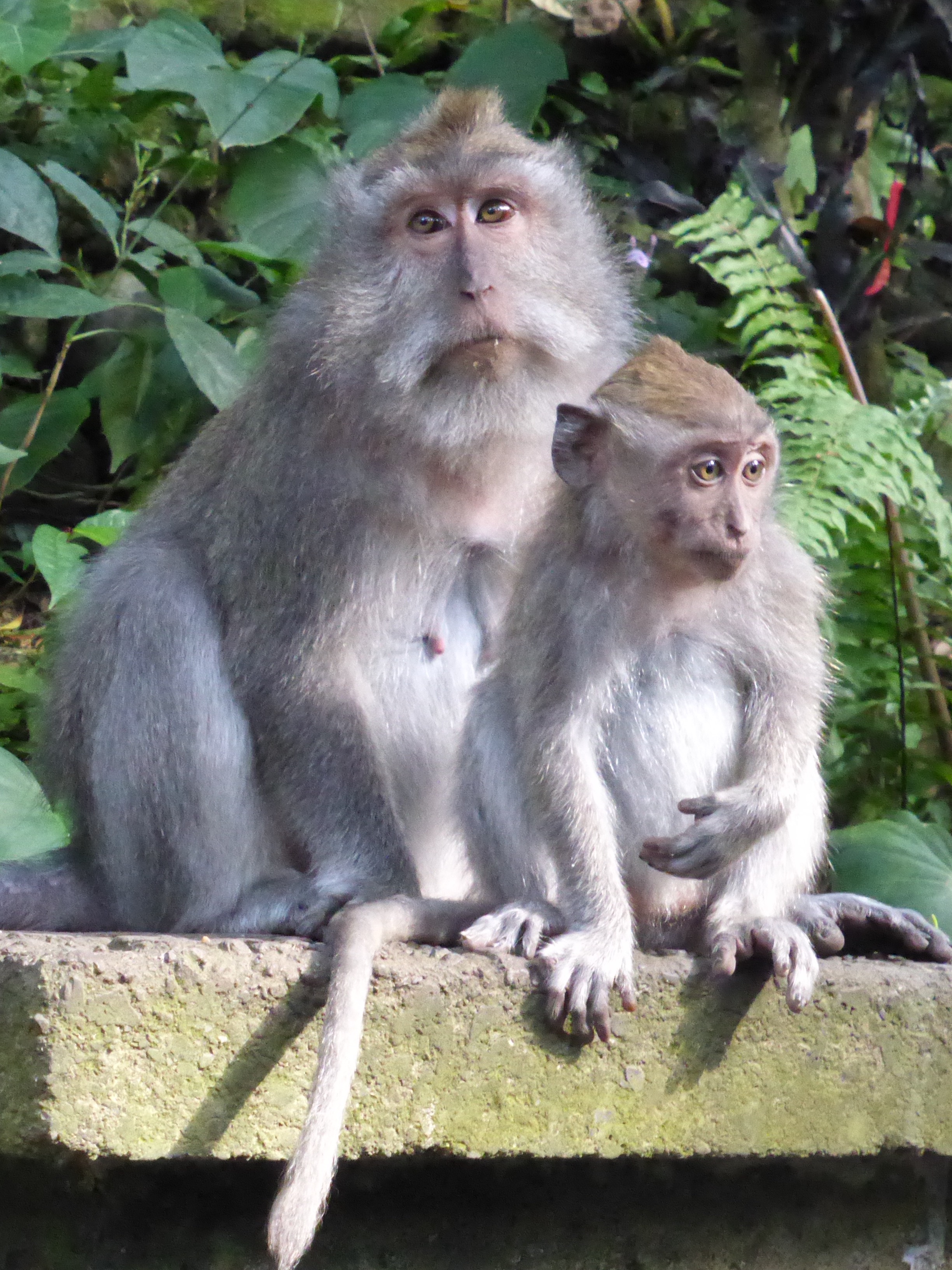 parent and child monkey