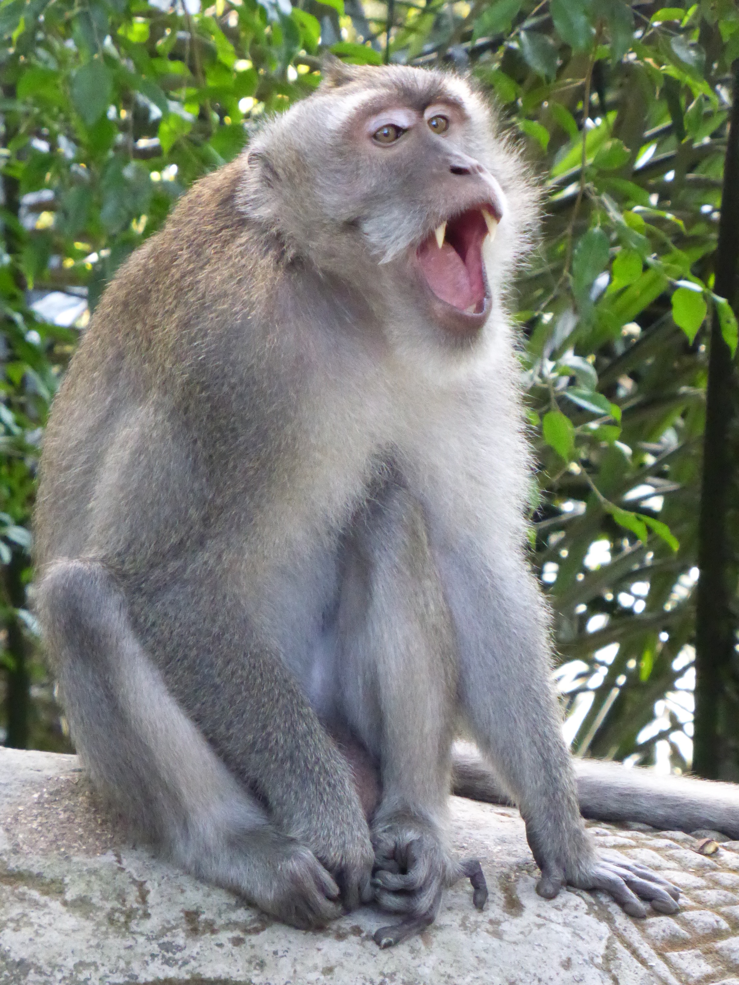 monkey with mouth open and fangs showing