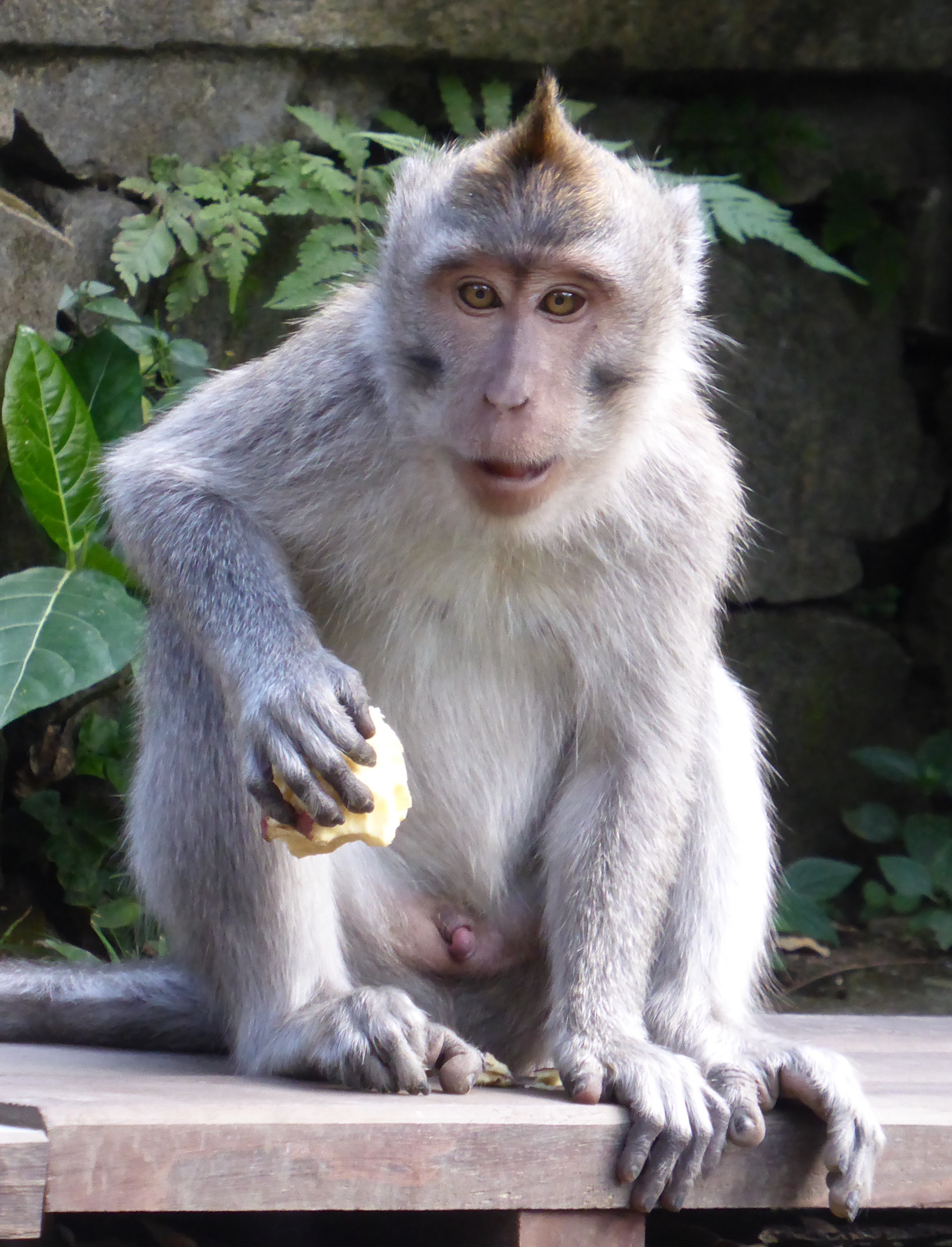 monkey with pointy fur on head eating
