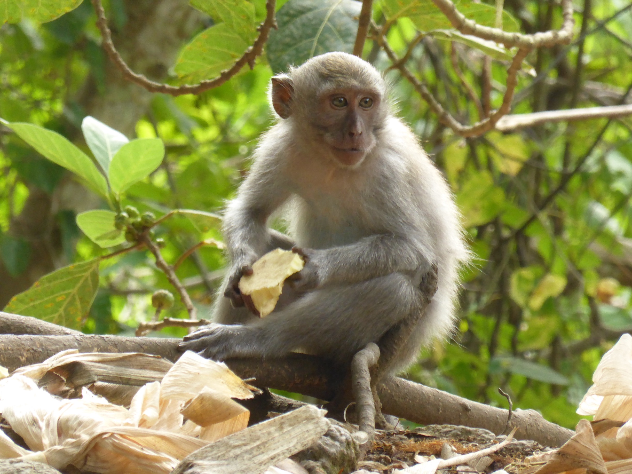 young monkey eating