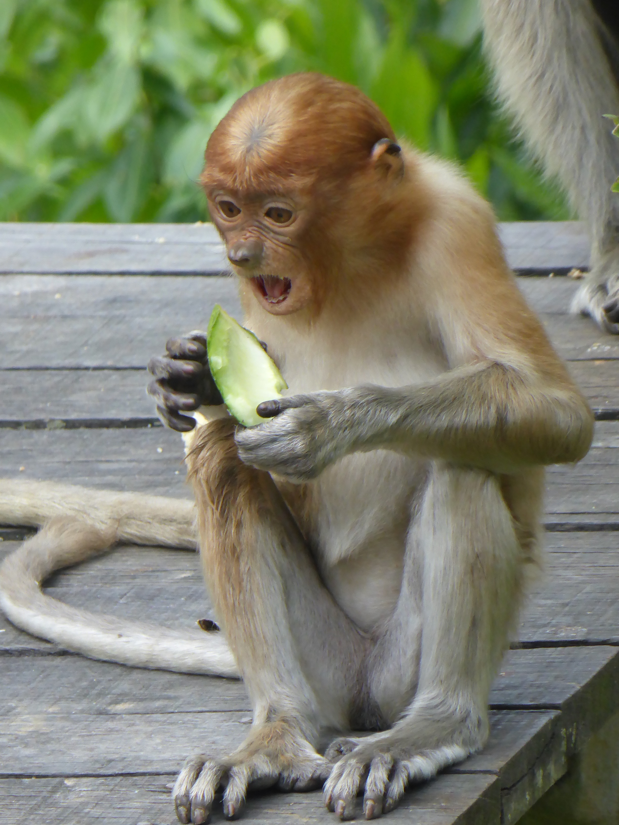 young orange-coloured monkey eating fruit
